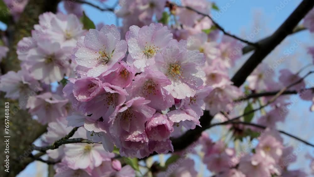 Delicate Sakura pink cherry blossoms covered with morning dew, shiny as they gently sway in the spring breeze against the background of the blue sky, slow motion Delicate Sakura pink cherry blossoms covered with morning dew, shiny as they gently sway in the spring breeze against the background of the blue sky, slow motion