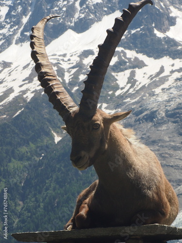 mountain goat in the alps