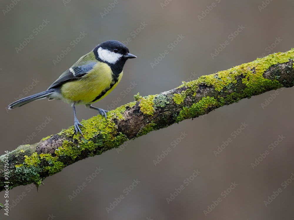 Obraz premium Great tit, Parus major
