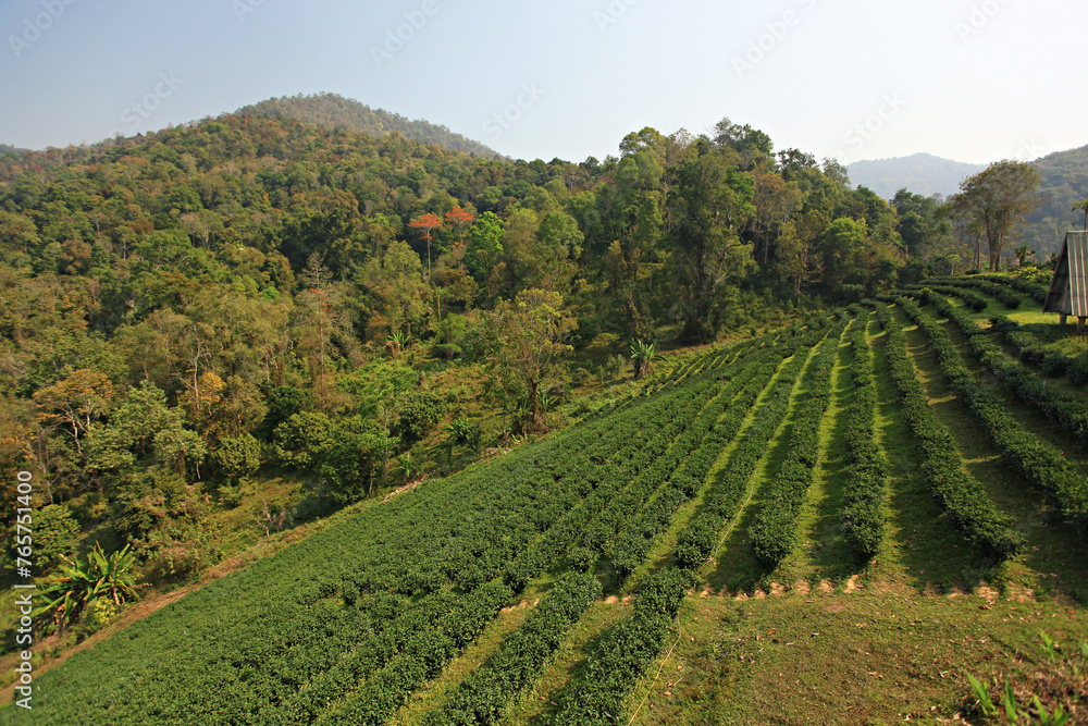 Tea plants in the tea garden, Shoots of tea leaves in Chiang mai Province, Thailand