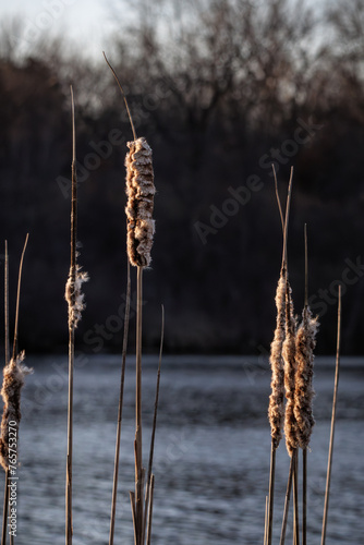 Cattails by the lake