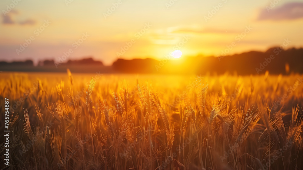 Beautiful field of rice in sunset light Beautiful field of rice in sunset light