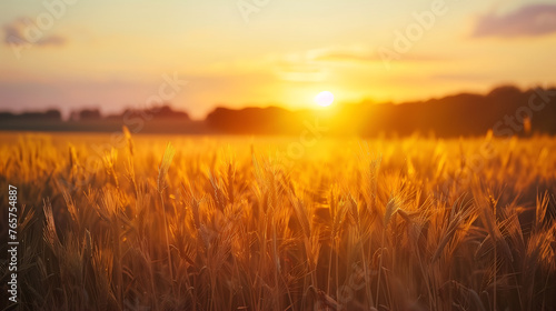 Beautiful field of rice in sunset light