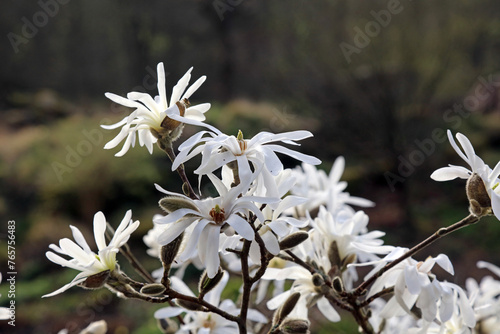 Star Magnolia blooms in Spring, Derbyshire England
