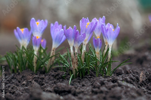 Close-up of spring crocus flowers in raindrops with green leaves, yellow, white and purple petals.