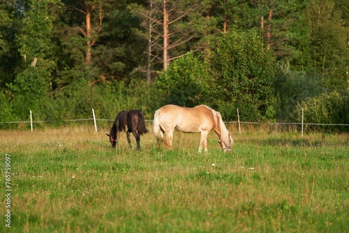 A Peaceful Moment is Captured as Horses Graze in a Lush Green Meadow Surrounded by Nature Beauty.