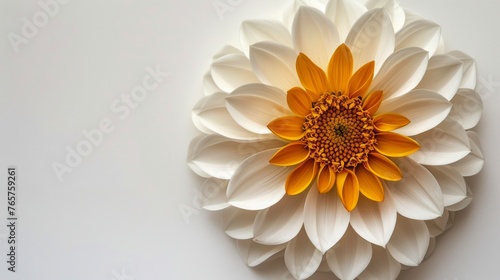 White and Yellow Flower Against White Wall