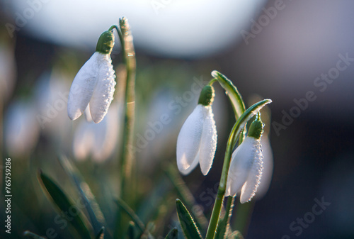 Close-up of the first flowers of spring in dewdrops, with the sun's rays shining on the petals.Green grass on the background of white flowers