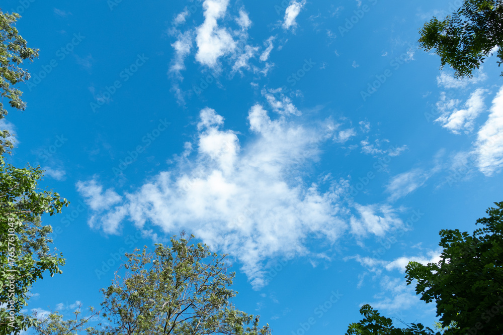 Low angle view of tropical trees and blue sky with cloud Low angle view of tropical trees and blue sky with cloud