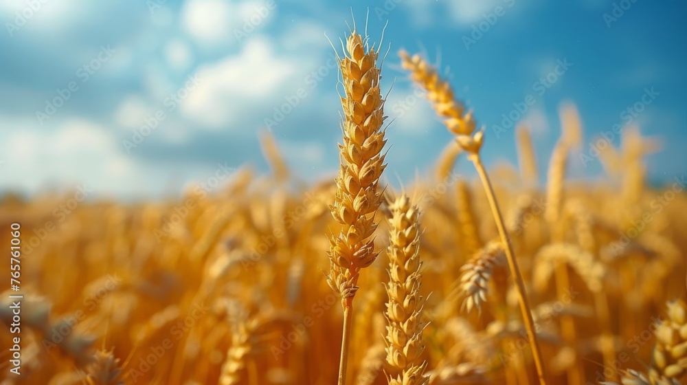 Fototapeta premium Two Silos in Wheat Field Under Cloudy Blue Sky