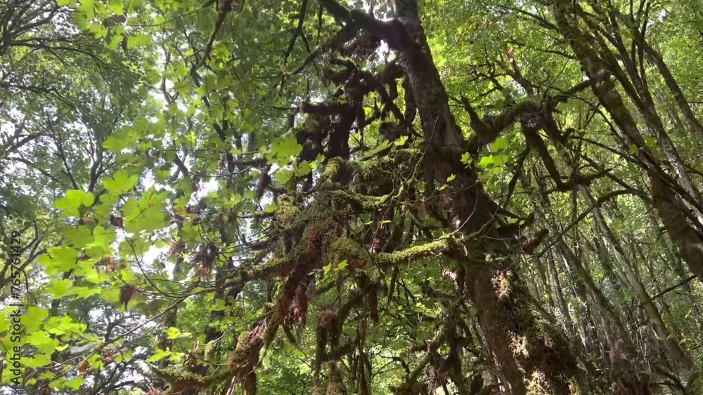 squirrel on tree Old trees, grass, flowers, mountains, beautiful green leaves squirrel on tree Old trees, grass, flowers, mountains, beautiful green leaves