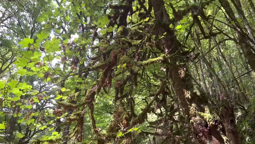 tree in the rain Old trees, grass, flowers, mountains, beautiful green leaves 