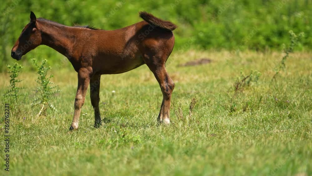 Cute brown little horse stand up on feet. Farm animal grazing on green grass. Agriculture and power concept. Cute brown little horse stand up on feet. Farm animal grazing on green grass. Agriculture and power concept.