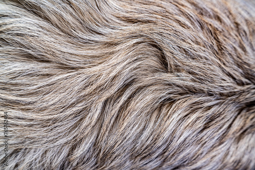 Caucasian Shepherd dog with thick hair.