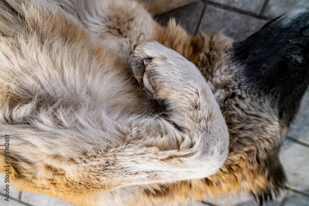 Fototapeta premium Red Caucasian Shepherd dog, front paw.