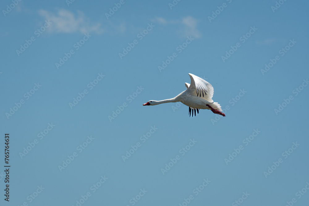 Fototapeta premium Aves de campo en su ambiente natural