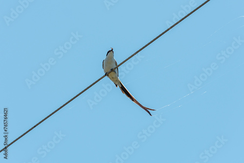 Aves de campo en su ambiente natural