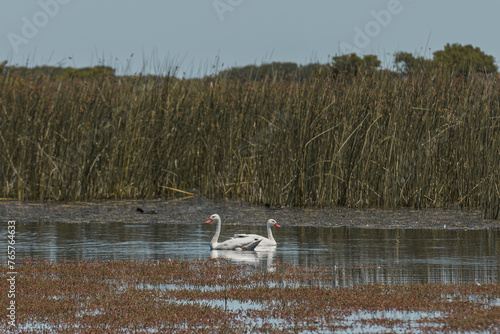 Aves de campo en su ambiente natural