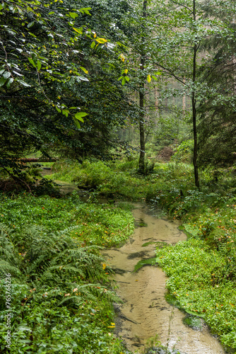 Jetrichovicka Bela stream in the Czech Switzerland National Park  Czech Republic