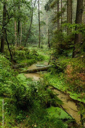 Jetrichovicka Bela stream in the Czech Switzerland National Park  Czech Republic