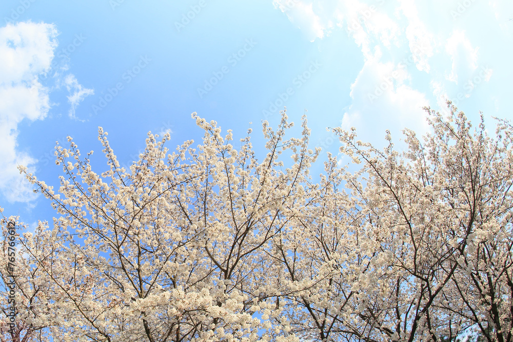 a spring scene with cherry blossoms in bloom a spring scene with cherry blossoms in bloom