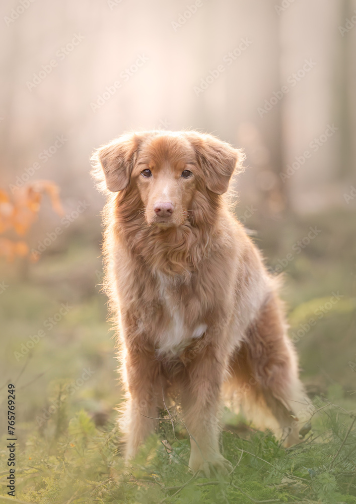 toller looking at camera in the forrest