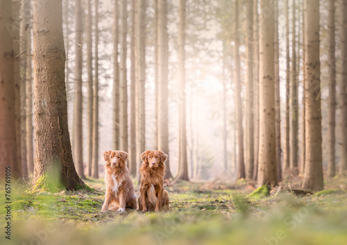 To nova scotia duck tolling retrievers sitting in the pine forrest