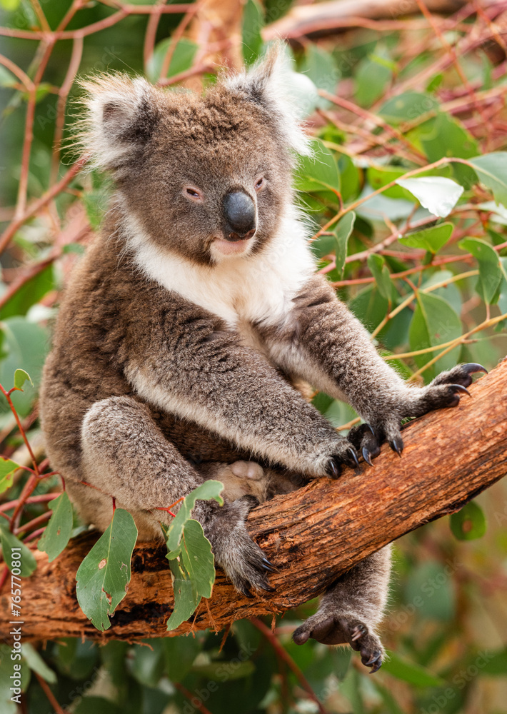 Naklejka premium Koala on eucalyptus tree outdoor, Kangaroo Island, Australia.