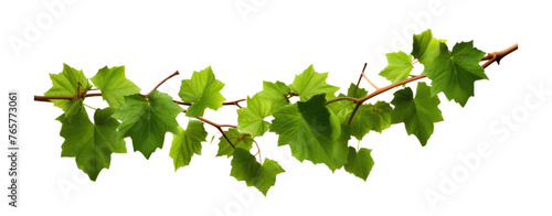 stem grape leaves vine branch climber green leaf transparent background