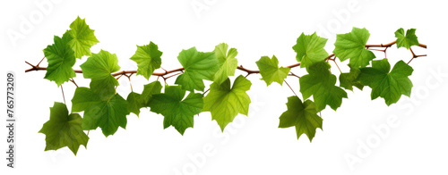 stem grape leaves vine branch climber green leaf transparent background © Jo