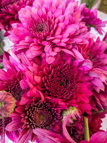 Dark Pink Hybrid Chrysanthemum Flowers. Dahlia  Vista Pinky