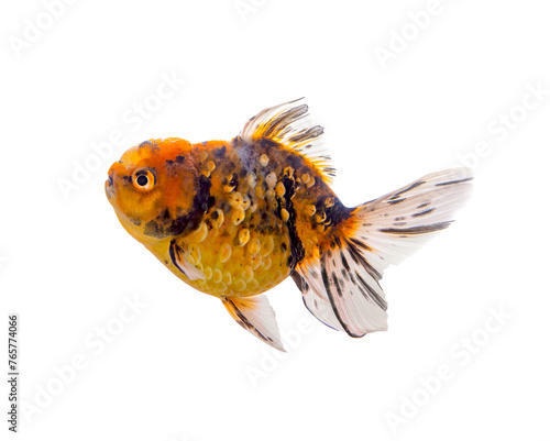 Gold fish transparent png