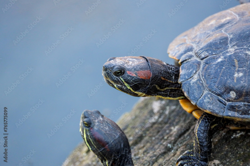 Fototapeta premium turtle 