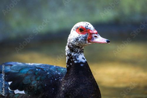 duck 