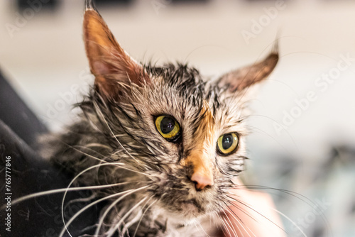 Young maine coon cat after its bath