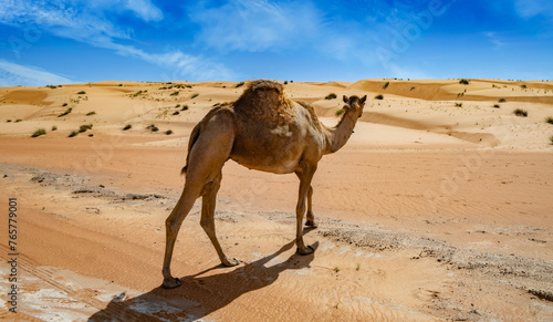 Camel on Sharqiyah Sands in Bidiyah Province, Oman