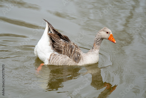 country goose swimming