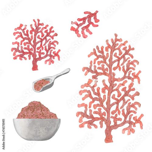 Red coral and sea salt in ceramic bowl. Underwater flora, sea plants, hand drawn illustration in watercolor style. Isolated on white background. Concept of beauty and body care, spa procedures. photo