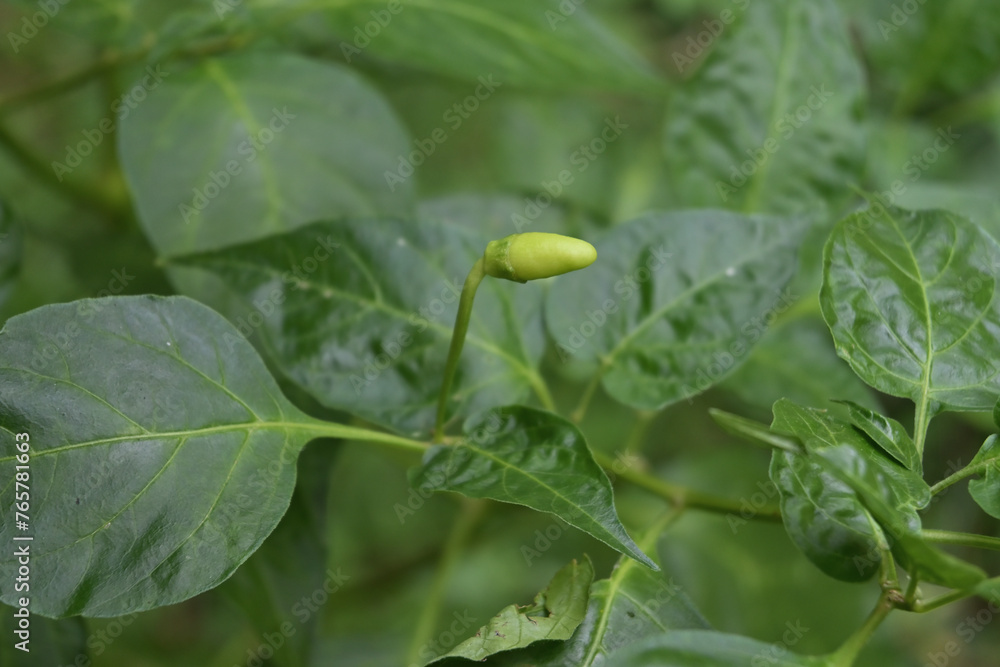 View of an elevated immature pale green chili fruit on a chili twig