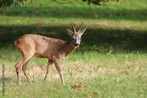 Biche dans les bois