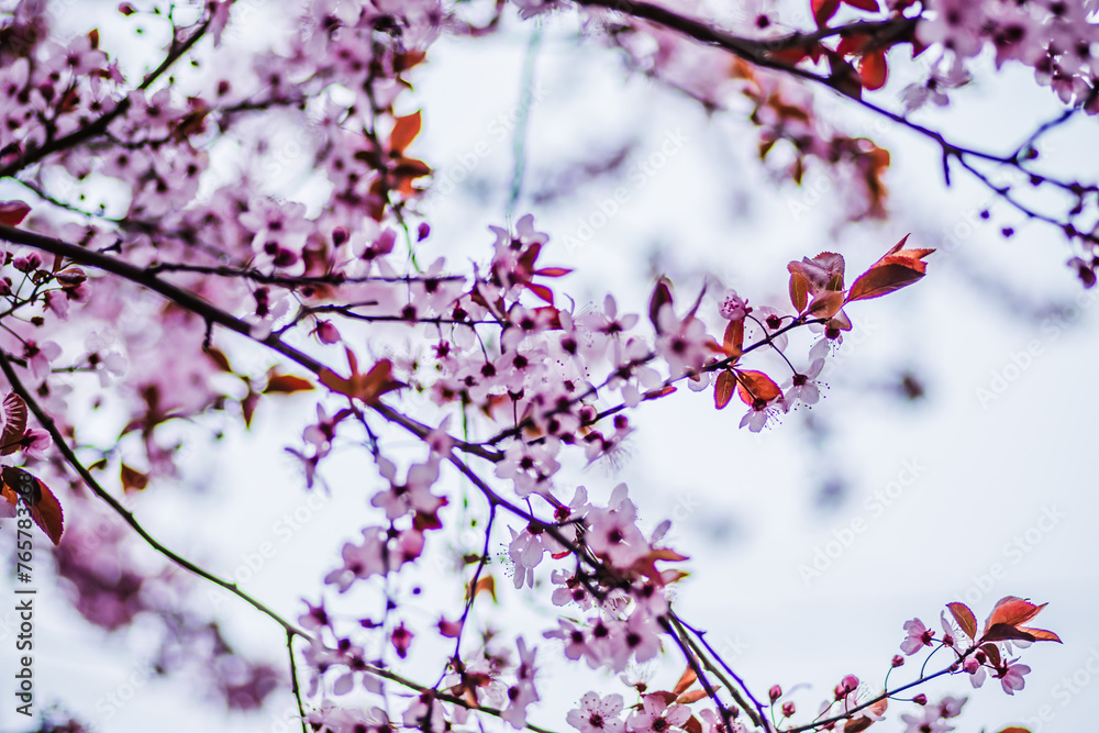 Branches of cherry blossoms on a sunny day with blue sky on background. Blooming delicate pink flowers in early spring Blut-Pflaume. Prunus cerasifera 'Nigra', Familie: Rosaceae.