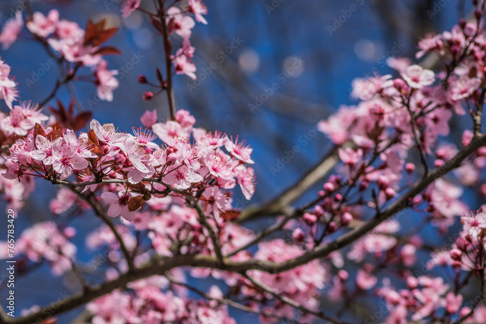 Branches of cherry blossoms on a sunny day with blue sky on background. Blooming delicate pink flowers in early spring Blut-Pflaume. Prunus cerasifera 'Nigra', Familie: Rosaceae. Branches of cherry blossoms on a sunny day with blue sky on background. Blooming delicate pink flowers in early spring Blut-Pflaume. Prunus cerasifera 'Nigra', Familie: Rosaceae.