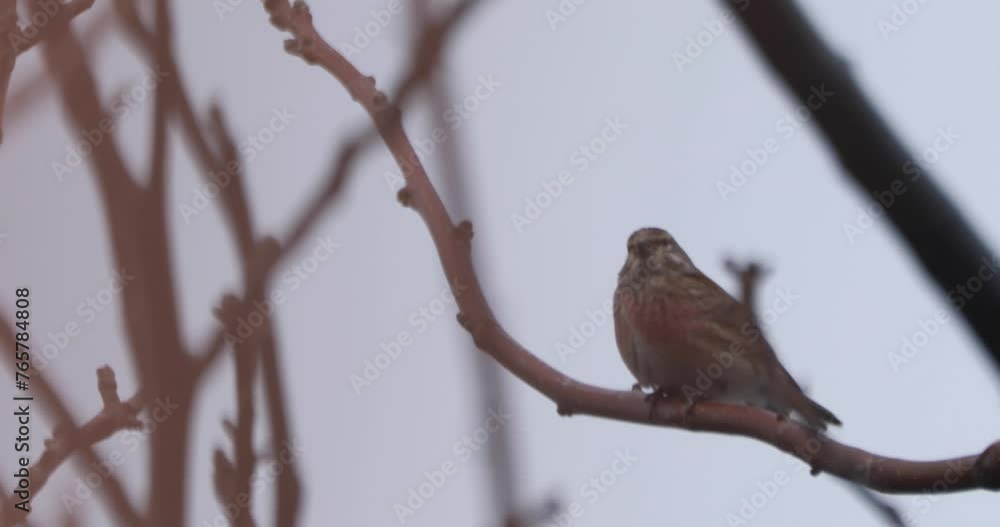 Frosty Outlook: Sparrow Braving the Chill on a Branch Frosty Outlook: Sparrow Braving the Chill on a Branch