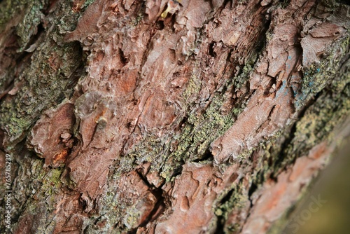 Kora sosnowa w lesie kampinoskim © Grzegorz