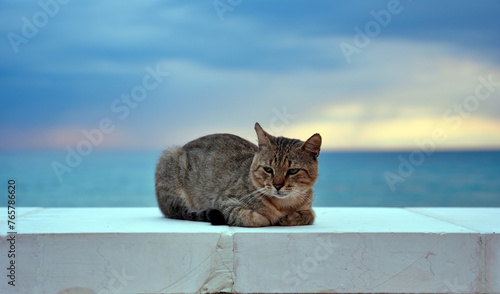 Fototapeta Naklejka Na Ścianę i Meble -  cat in pescoluse Lecce Puglia Italy