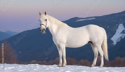 horse in a meadow poses