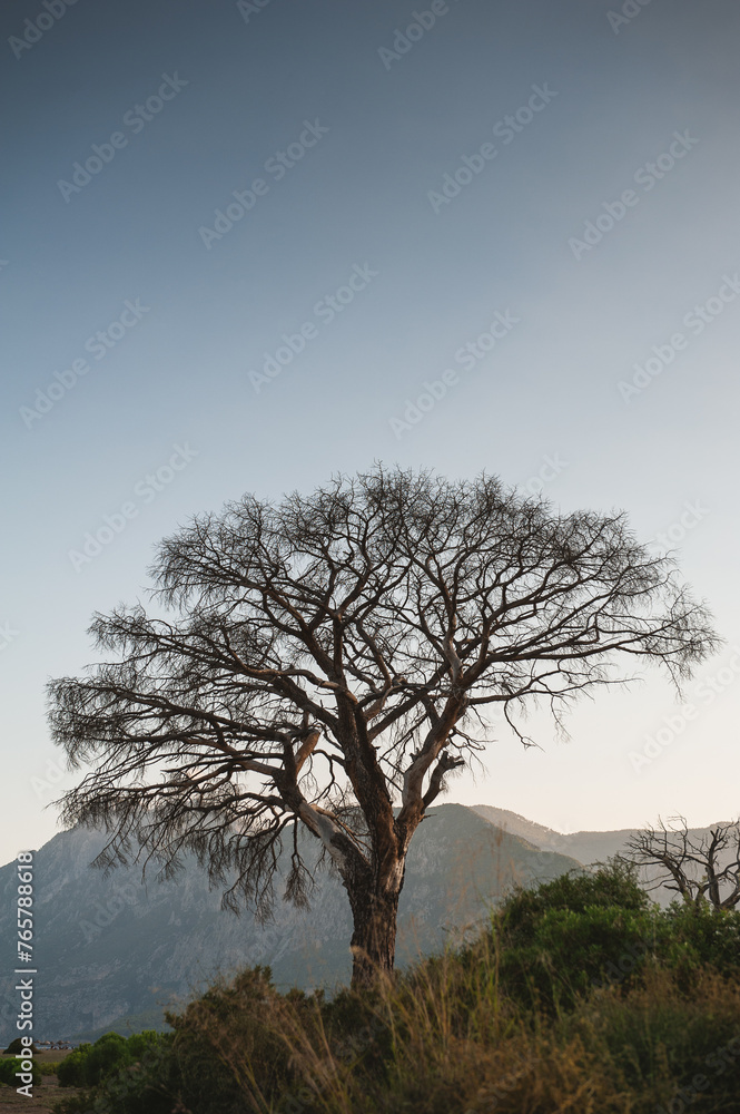 Fototapeta premium Old dry dead try with branches against mountains and sky