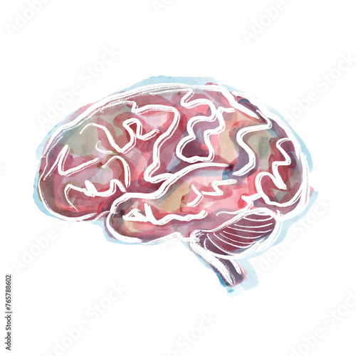 Mózg człowieka. Układ nerwowy