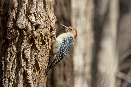 woodpecker on tree