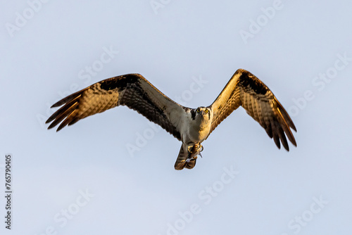 osprey in flight